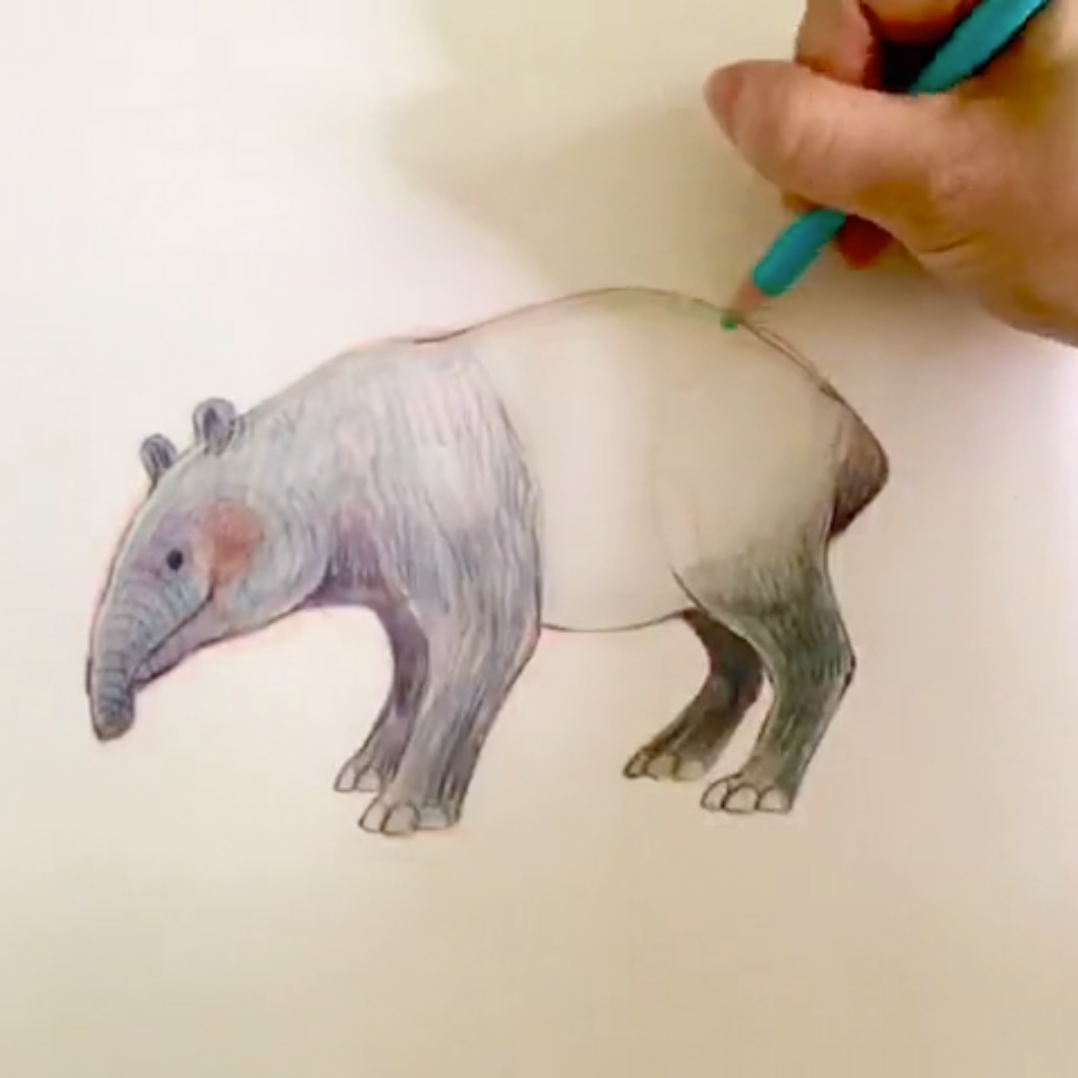 Draw your first Tapir.